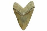 Huge, Fossil Megalodon Tooth - North Carolina #371300-2